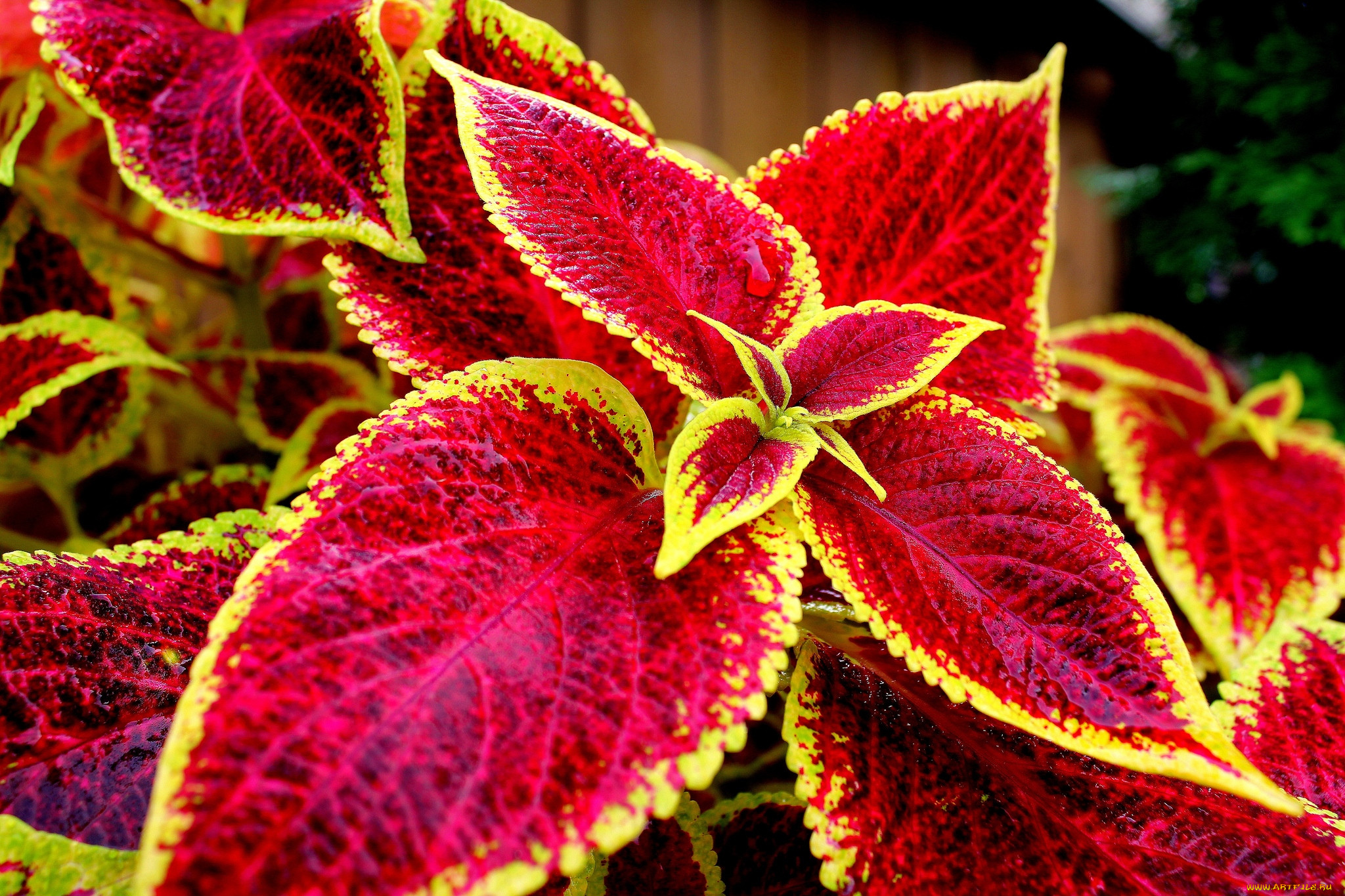 домашний цветок с разноцветными листьями фото